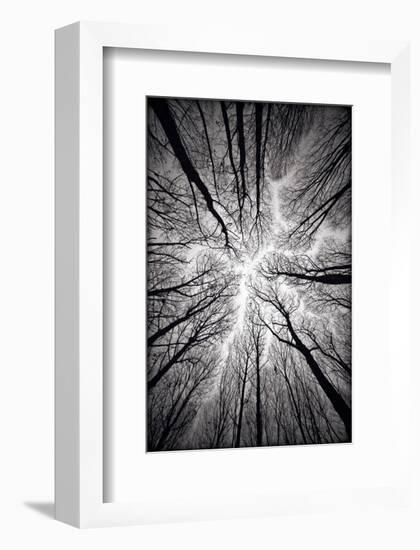 Circulatory System of the Forest-null-Framed Art Print