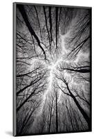 Circulatory System of the Forest-null-Mounted Art Print