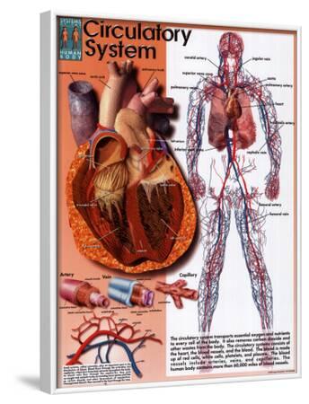 'Circulatory System' Posters | AllPosters.com