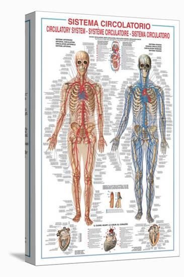 Circulatory System-Libero Patrignani-Stretched Canvas