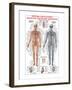 Circulatory System-Libero Patrignani-Framed Art Print