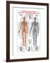 Circulatory System-Libero Patrignani-Framed Art Print