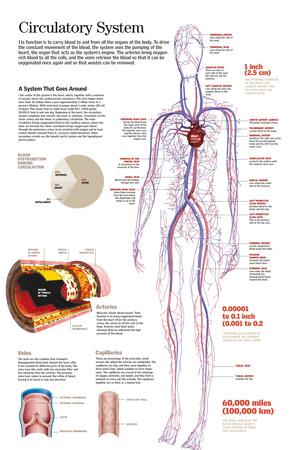 'CIRCULATORY SYSTEM.' Photographic Print | AllPosters.com