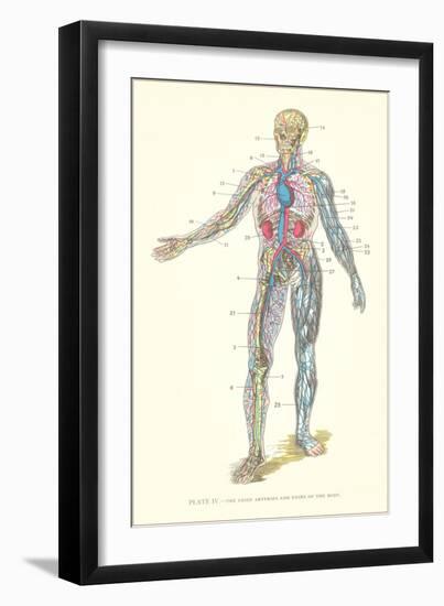 Circulatory System-null-Framed Art Print