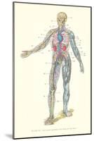 Circulatory System-null-Mounted Art Print