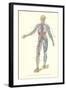 Circulatory System-null-Framed Art Print