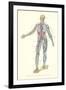 Circulatory System-null-Framed Art Print