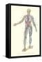 Circulatory System-null-Framed Stretched Canvas