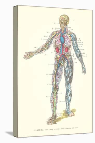 Circulatory System-null-Stretched Canvas