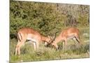 Wood Mount