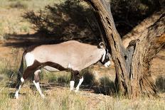 Oryx Antelope Hitting A Tree-Circumnavigation-Photographic Print