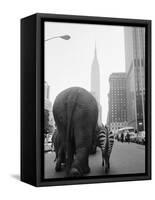 Circus Animals on 33rd Street-Bettmann-Framed Stretched Canvas