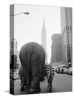 Circus Animals on 33rd Street-Bettmann-Stretched Canvas