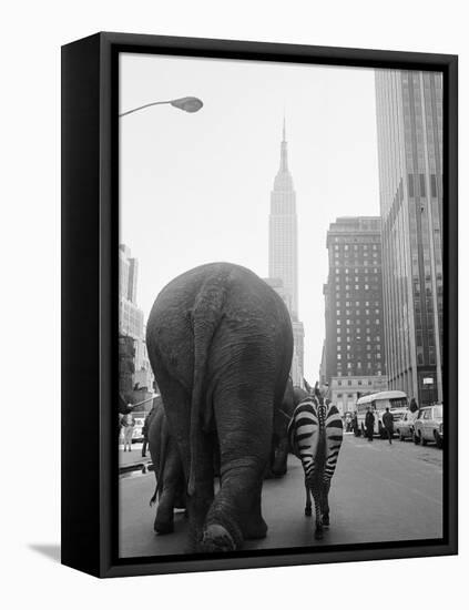 Circus Animals on 33rd Street-Bettmann-Framed Stretched Canvas