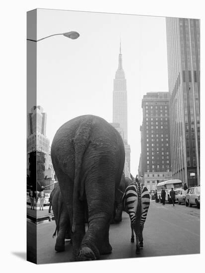 Circus Animals on 33rd Street-Bettmann-Stretched Canvas