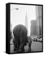 Circus Animals on 33rd Street-Bettmann-Framed Stretched Canvas