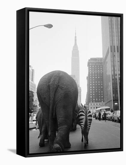Circus Animals on 33rd Street-Bettmann-Framed Stretched Canvas