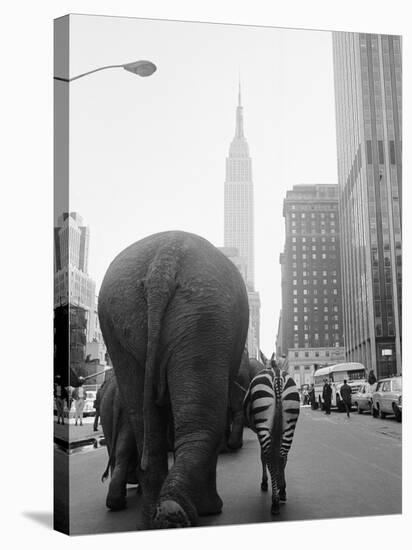 Circus Animals on 33rd Street-Bettmann-Stretched Canvas