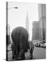 Circus Animals on 33rd Street-Bettmann-Stretched Canvas