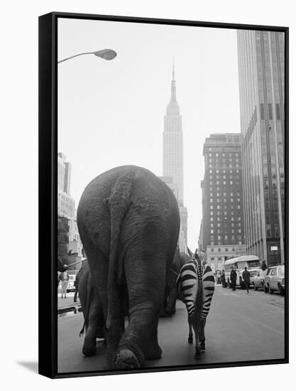 Circus Animals on 33rd Street-Bettmann-Framed Stretched Canvas