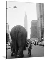 Circus Animals on 33rd Street-Bettmann-Stretched Canvas