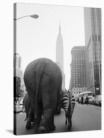 Circus Animals on 33rd Street-Bettmann-Stretched Canvas