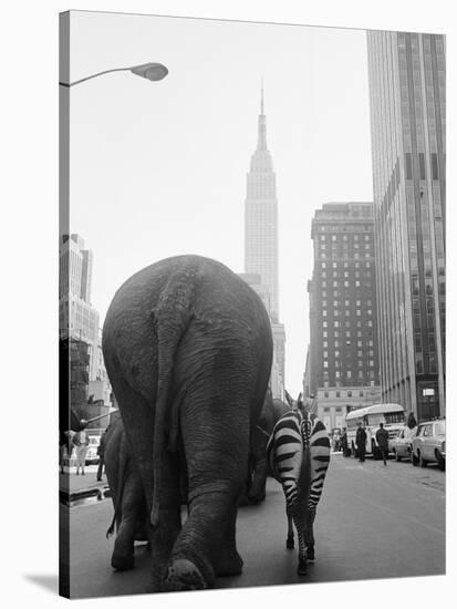 Circus Animals on 33rd Street-Bettmann-Stretched Canvas