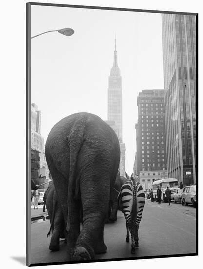 Circus Animals on 33rd Street-Bettmann-Mounted Premium Photographic Print