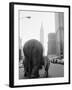 Circus Animals on 33rd Street-Bettmann-Framed Premium Photographic Print