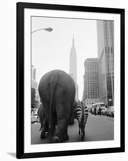 Circus Animals on 33rd Street-Bettmann-Framed Premium Photographic Print