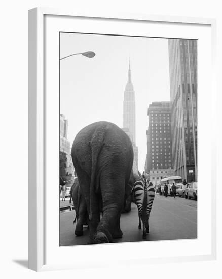 Circus Animals on 33rd Street-Bettmann-Framed Photographic Print