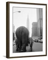 Circus Animals on 33rd Street-Bettmann-Framed Photographic Print