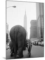 Circus Animals on 33rd Street-Bettmann-Mounted Photographic Print