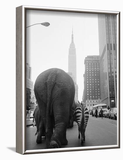 Circus Animals on 33rd Street-Bettmann-Framed Photographic Print