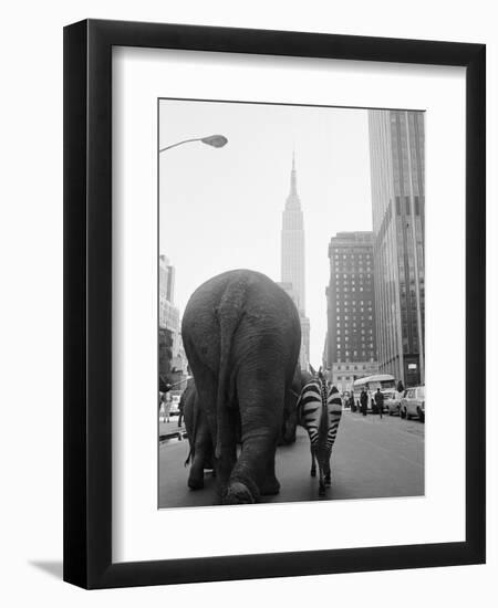 Circus Animals on 33rd Street-Bettmann-Framed Photographic Print