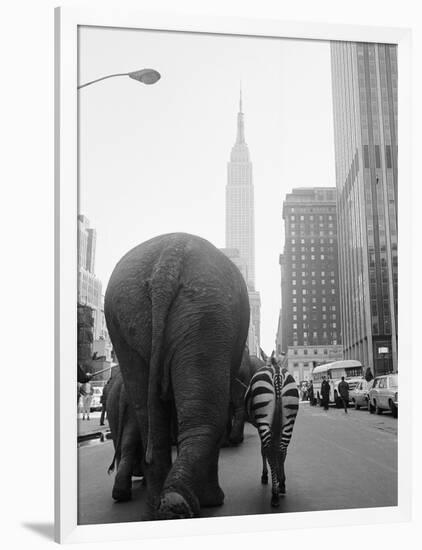 Circus Animals on 33rd Street-Bettmann-Framed Photographic Print