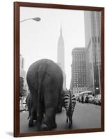 Circus Animals on 33rd Street-Bettmann-Framed Photographic Print