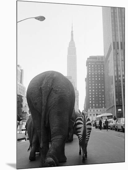 Circus Animals on 33rd Street-Bettmann-Mounted Photographic Print