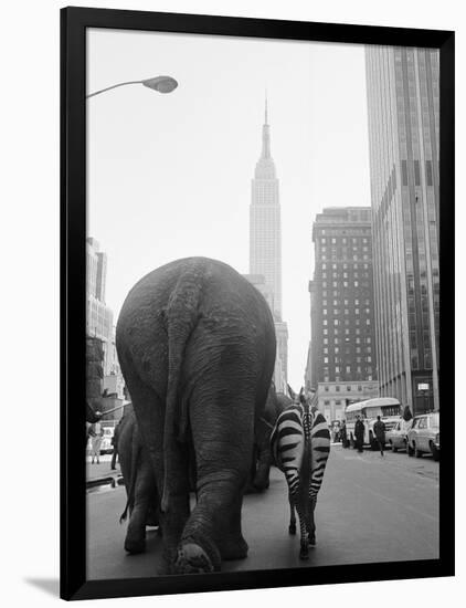 Circus Animals on 33rd Street-Bettmann-Framed Photographic Print