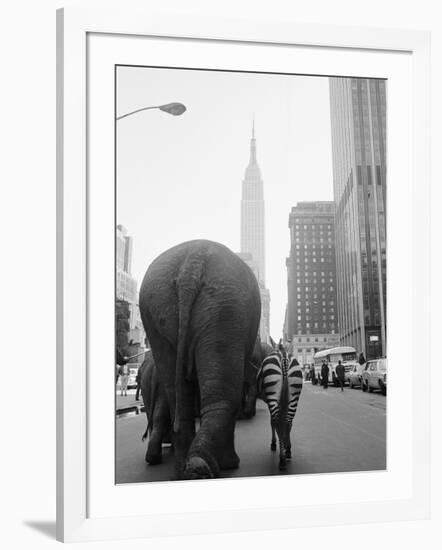 Circus Animals on 33rd Street-Bettmann-Framed Photographic Print