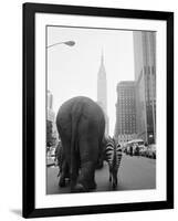 Circus Animals on 33rd Street-Bettmann-Framed Photographic Print