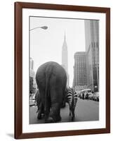 Circus Animals on 33rd Street-Bettmann-Framed Photographic Print