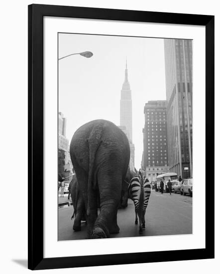 Circus Animals on 33rd Street-Bettmann-Framed Photographic Print