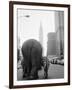 Circus Animals on 33rd Street-Bettmann-Framed Photographic Print