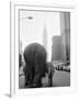 Circus Animals on 33rd Street-Bettmann-Framed Photographic Print