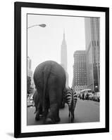 Circus Animals on 33rd Street-Bettmann-Framed Photographic Print