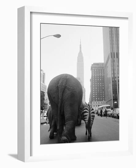 Circus Animals on 33rd Street-Bettmann-Framed Photographic Print