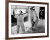 Circus Chimps 1954-Bill Ellman-Framed Photographic Print