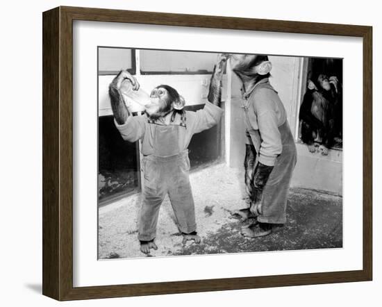 Circus Chimps 1954-Bill Ellman-Framed Photographic Print