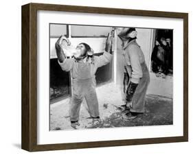 Circus Chimps 1954-Bill Ellman-Framed Photographic Print